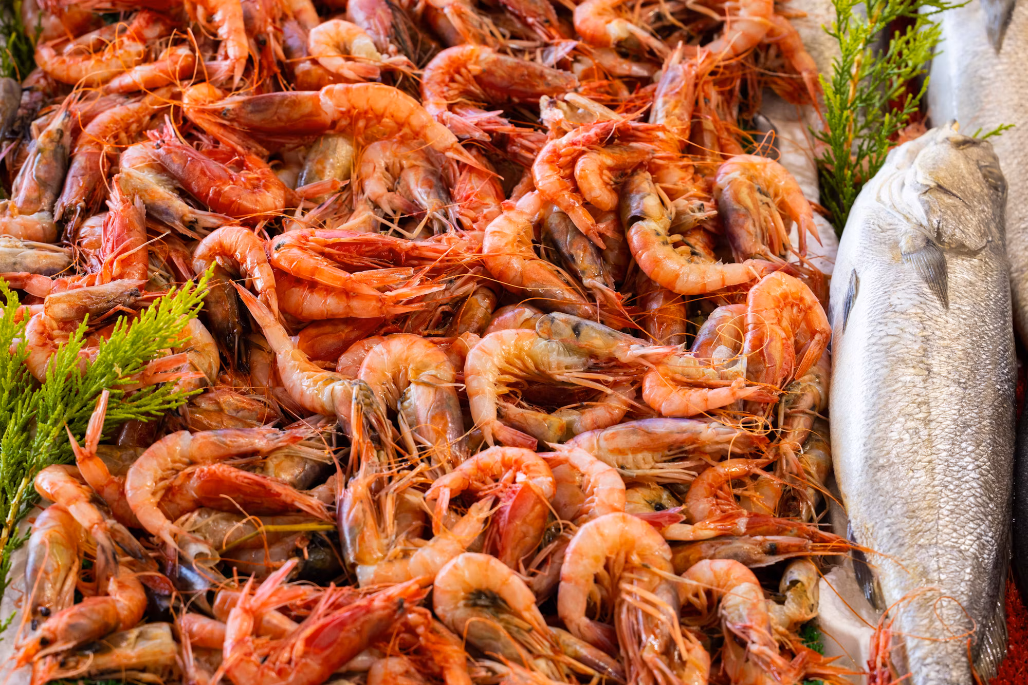 Mastering the Art of Baking: Techniques, Tips, and Delicious Recipes